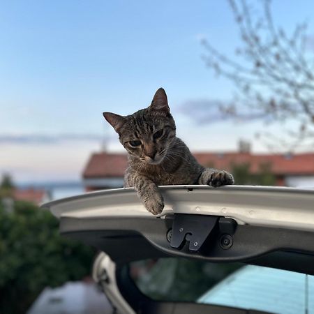 Pri Piratski Macki - At The Pirate Cat - Dal Gatto Pirata كوبر المظهر الخارجي الصورة